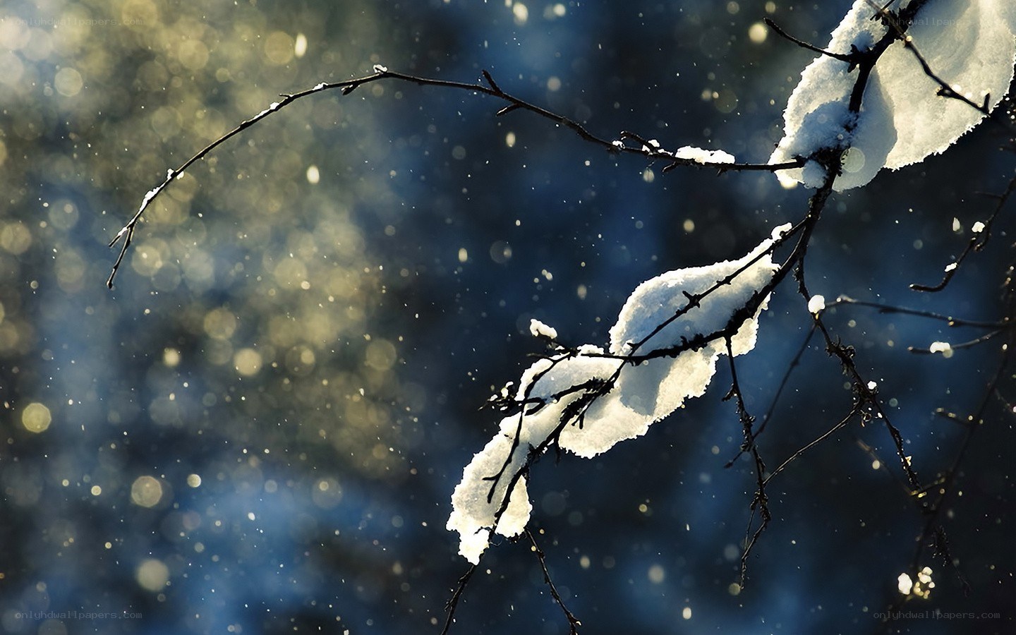 Snowy branch in sunlight