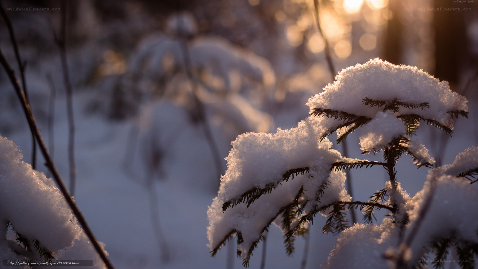 Snowy branch in winter light