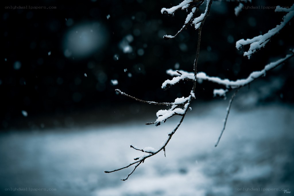 Snowy branch in winter