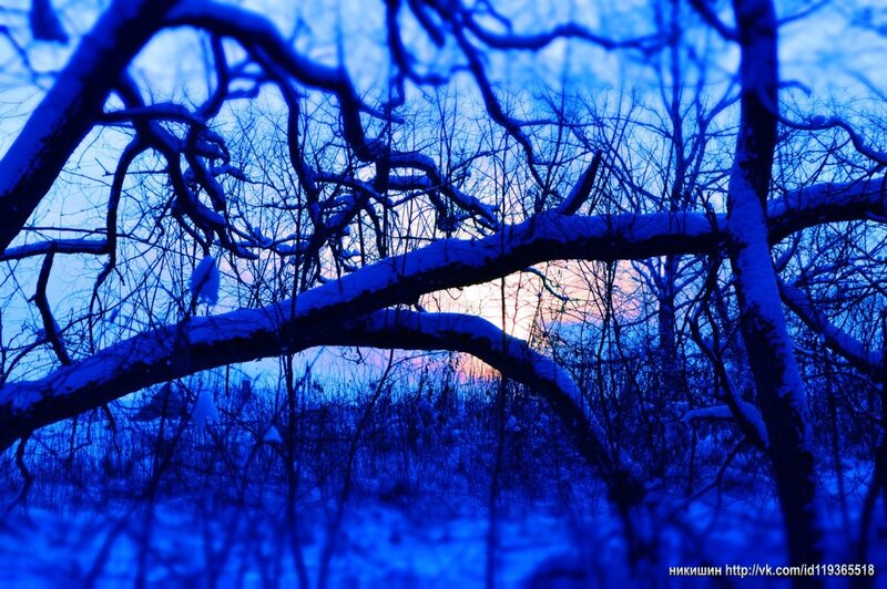 snowy branches at sunset