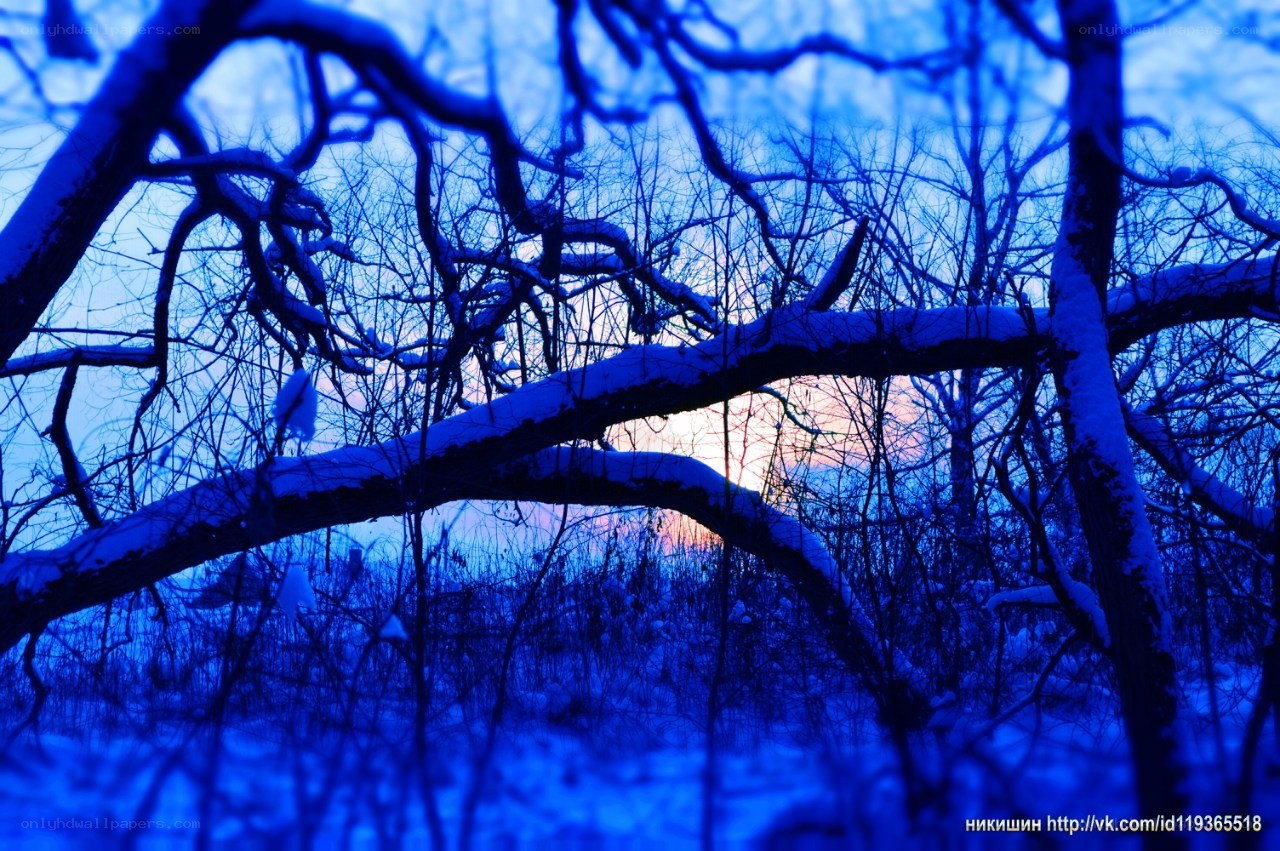 snowy branches at sunset