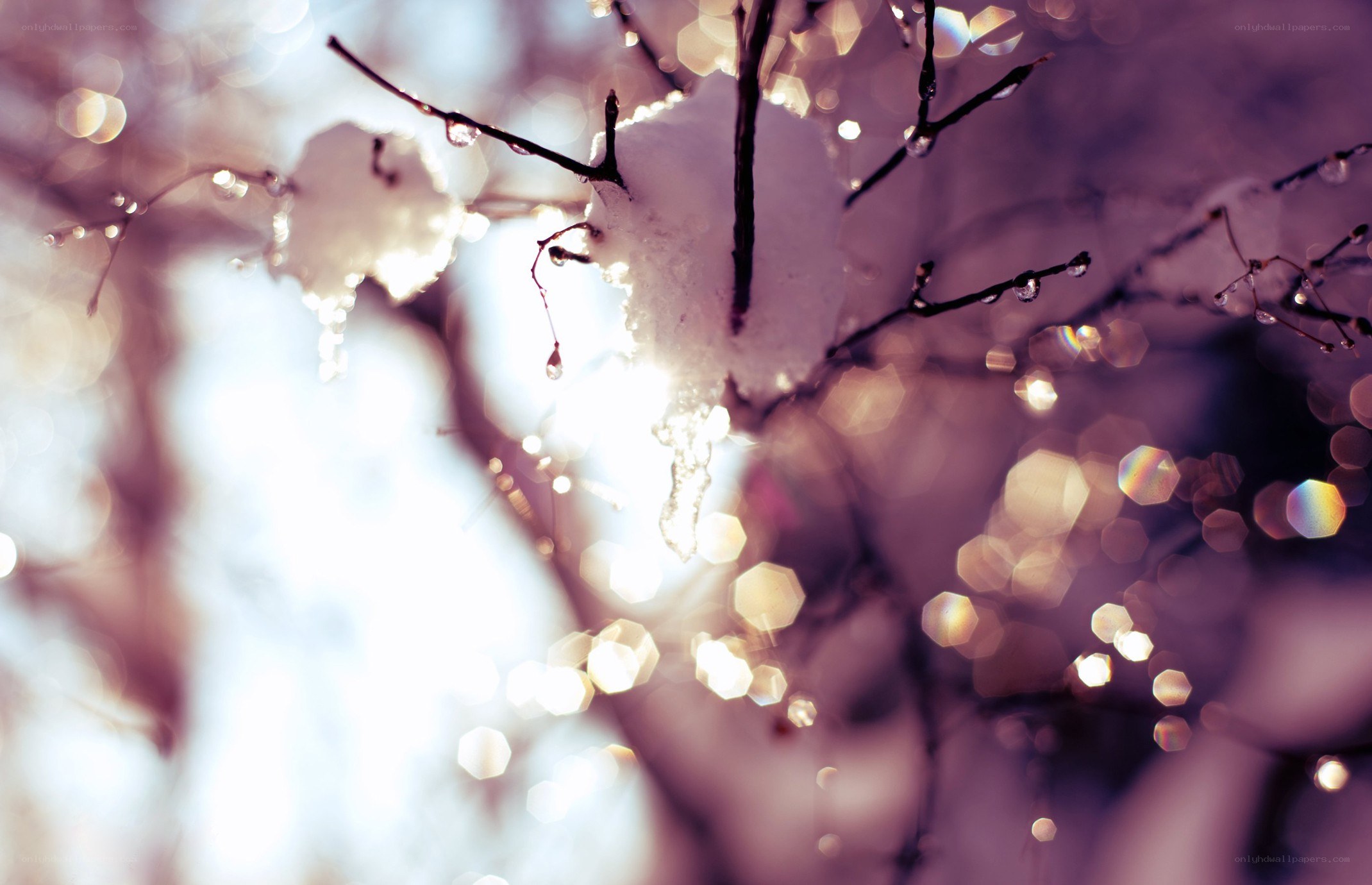 Snowy branches in sunlight