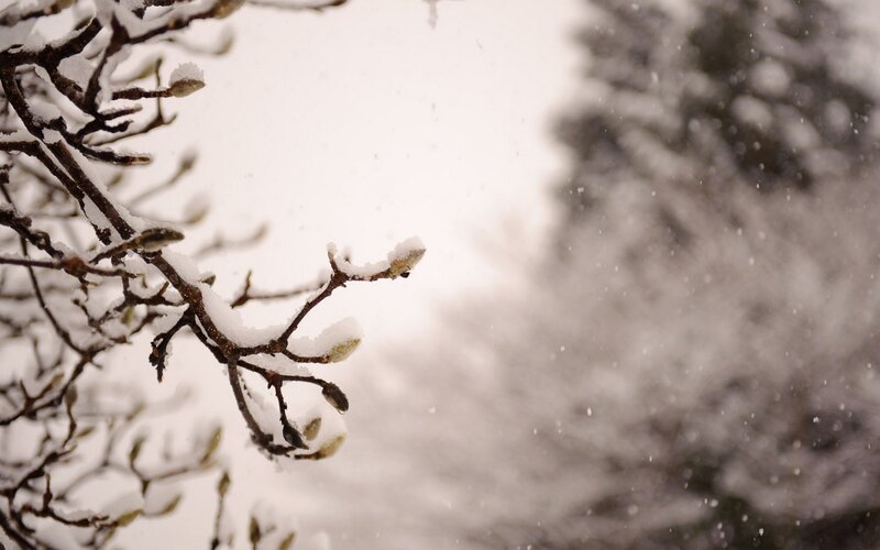Snowy branches in winter