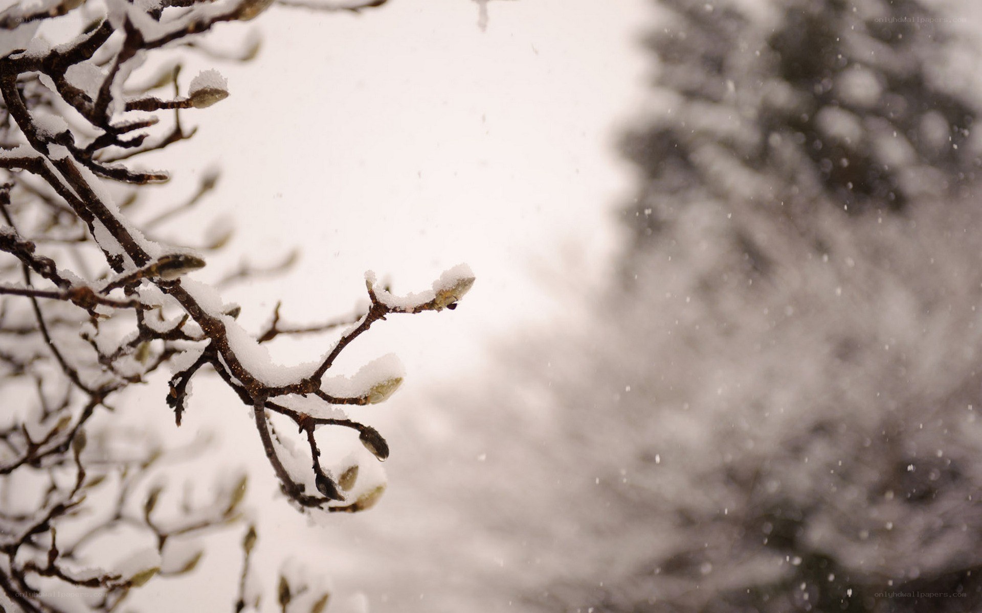 Snowy branches in winter