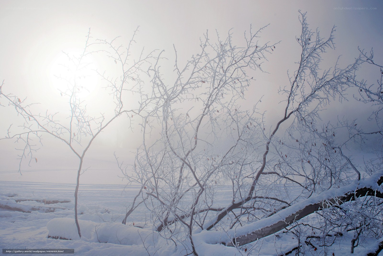 Snowy branches in winter fog