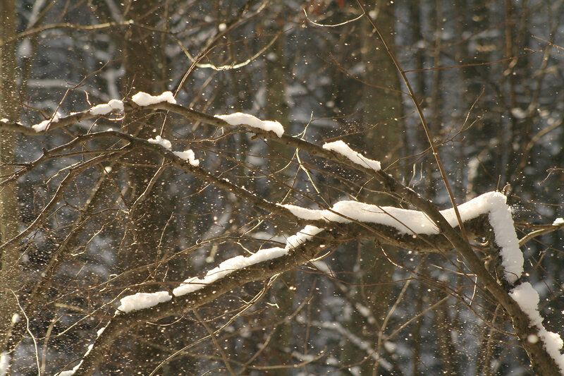 Snowy branches in winter forest