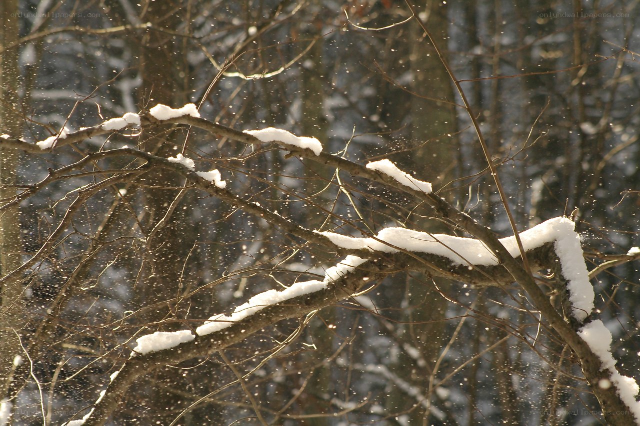 Snowy branches in winter forest
