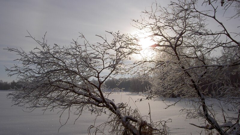 Snowy branches in winter sun