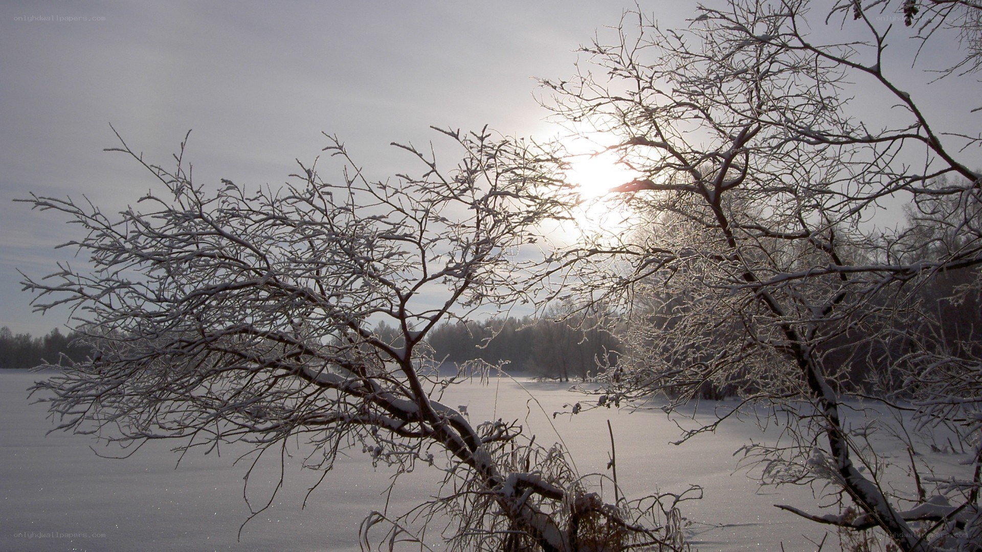 Snowy branches in winter sun