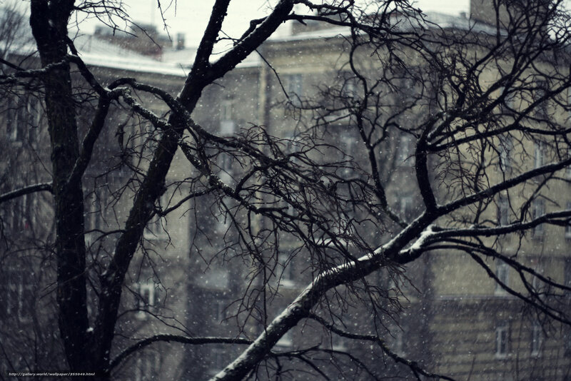 Snowy branches in winter