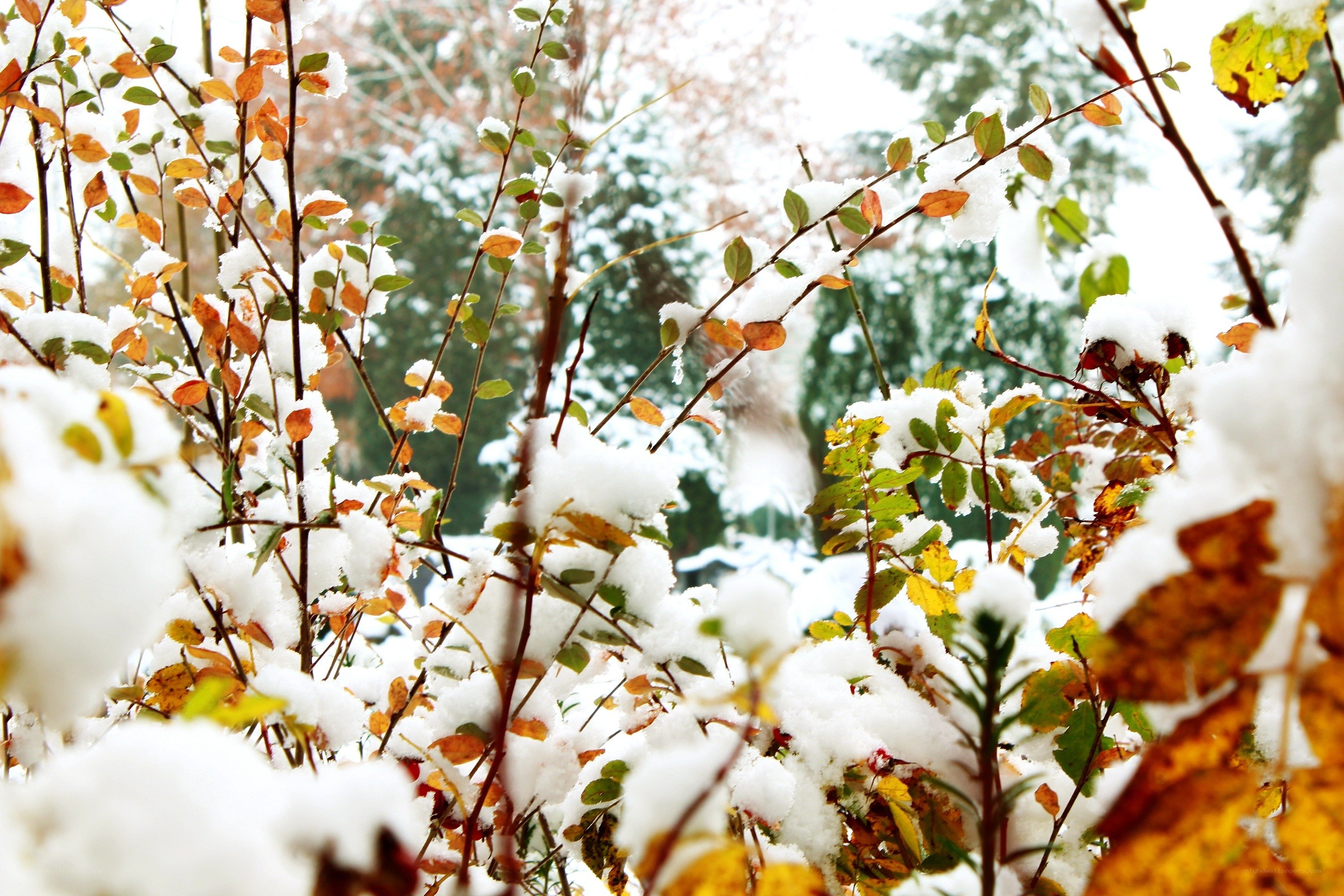 Snowy branches with autumn leaves