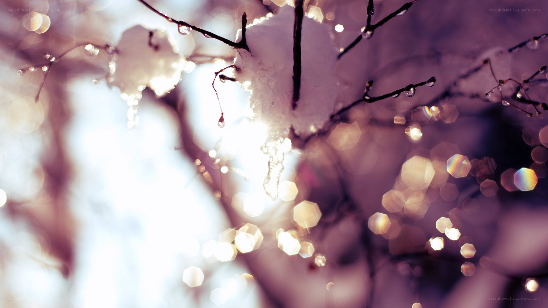Snowy branches with bokeh