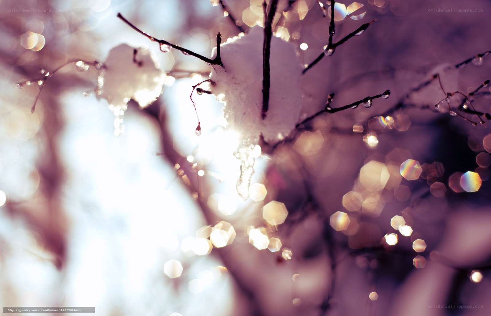 Snowy branches with light