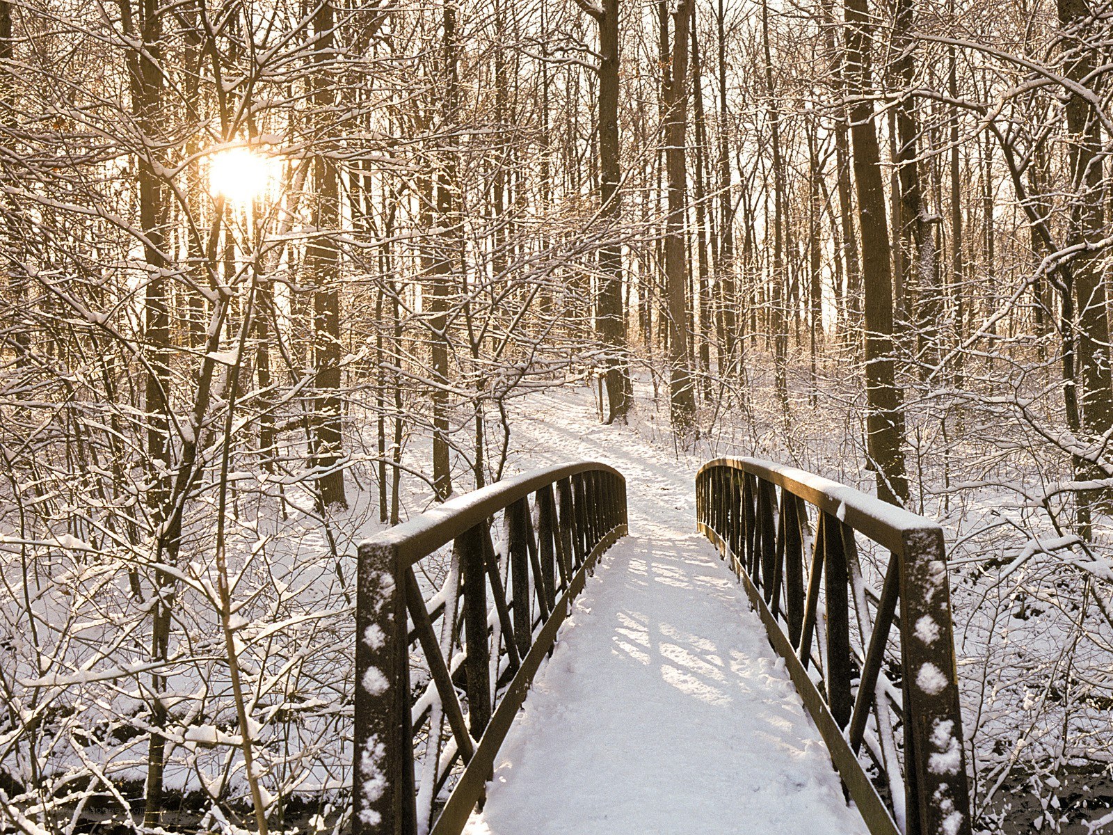 Snowy bridge in winter forest