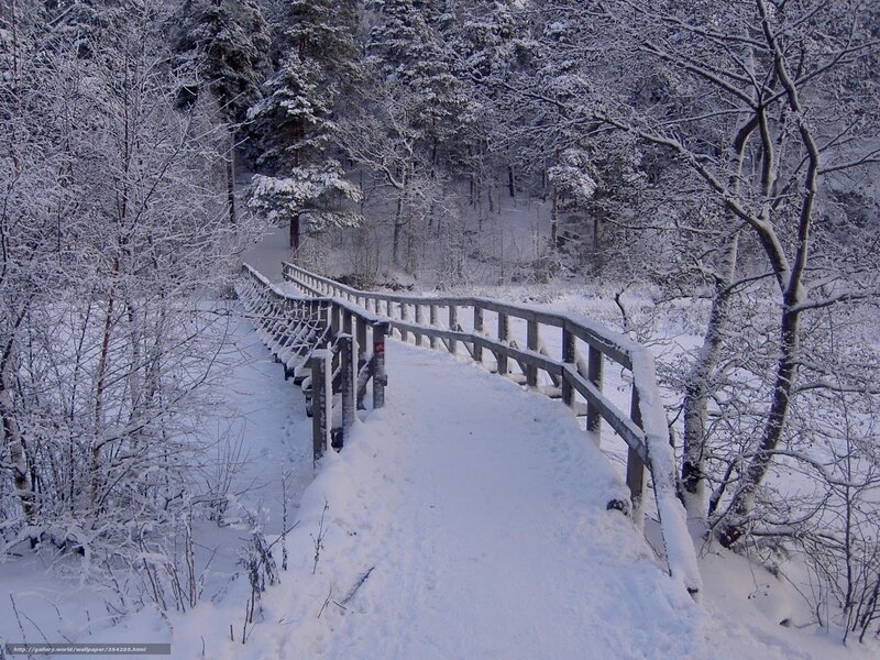 Snowy bridge in winter forest