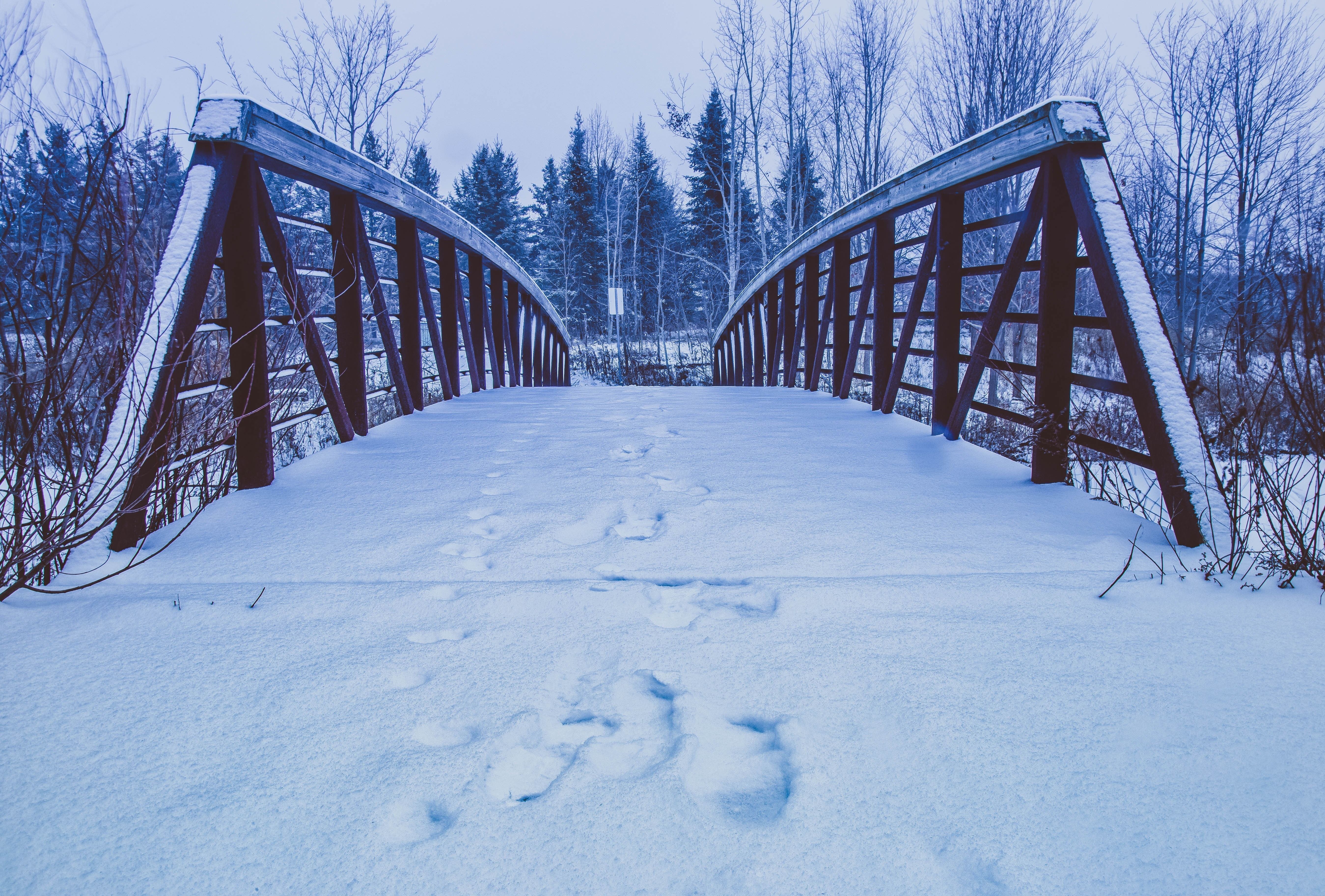 Snowy bridge in winter forest