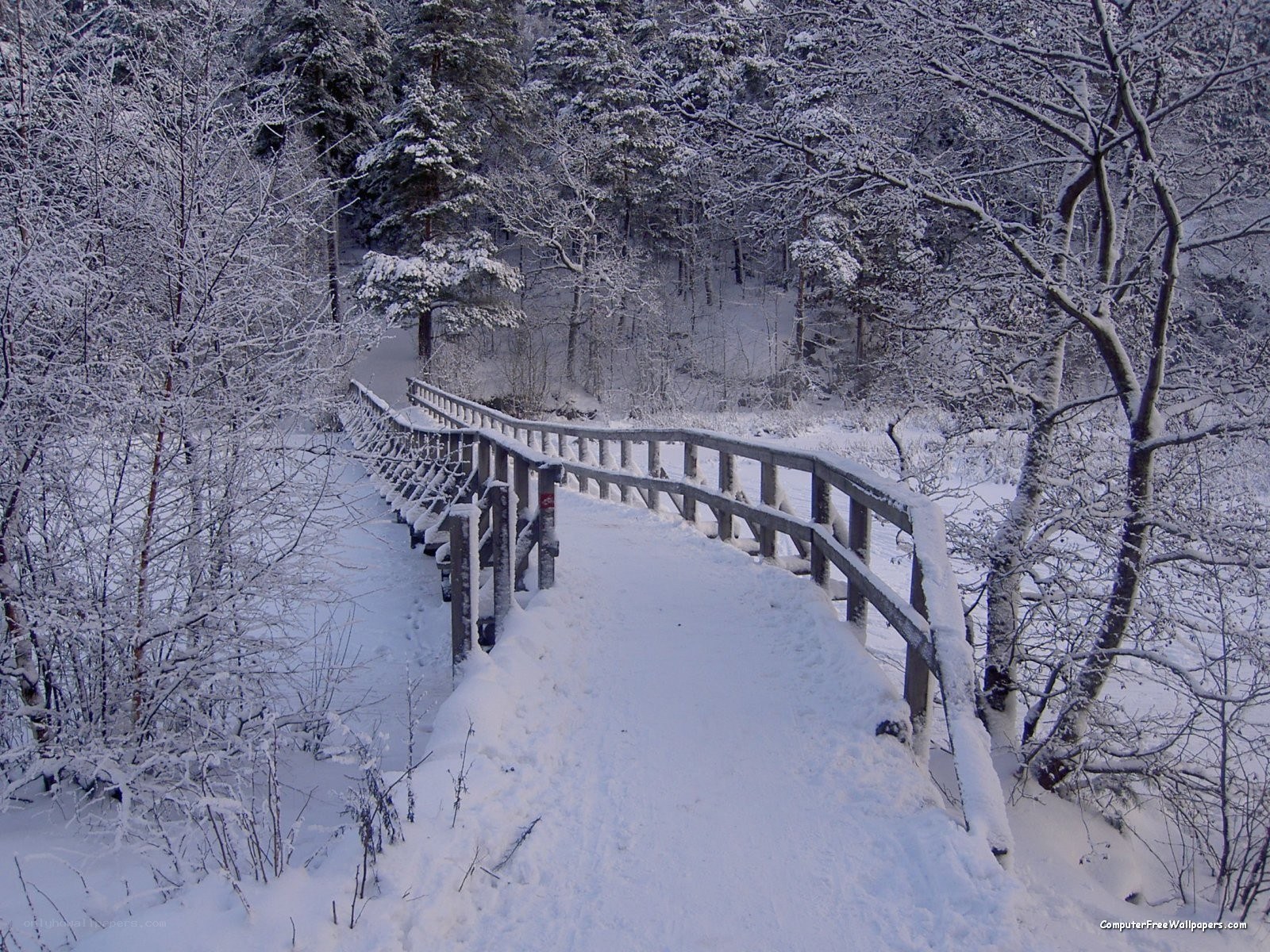 Snowy bridge in winter forest