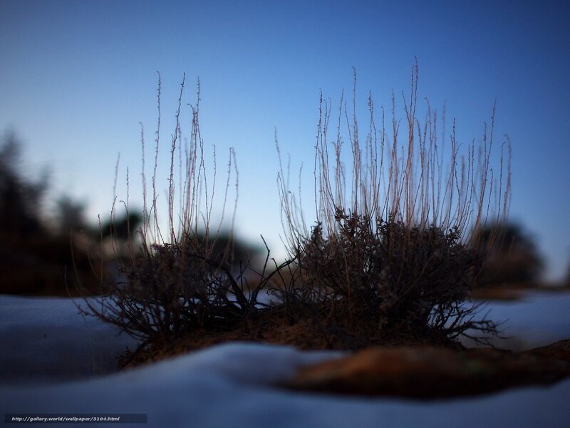 Snowy Bush in Twilight