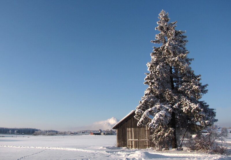 Snowy cabin and tree