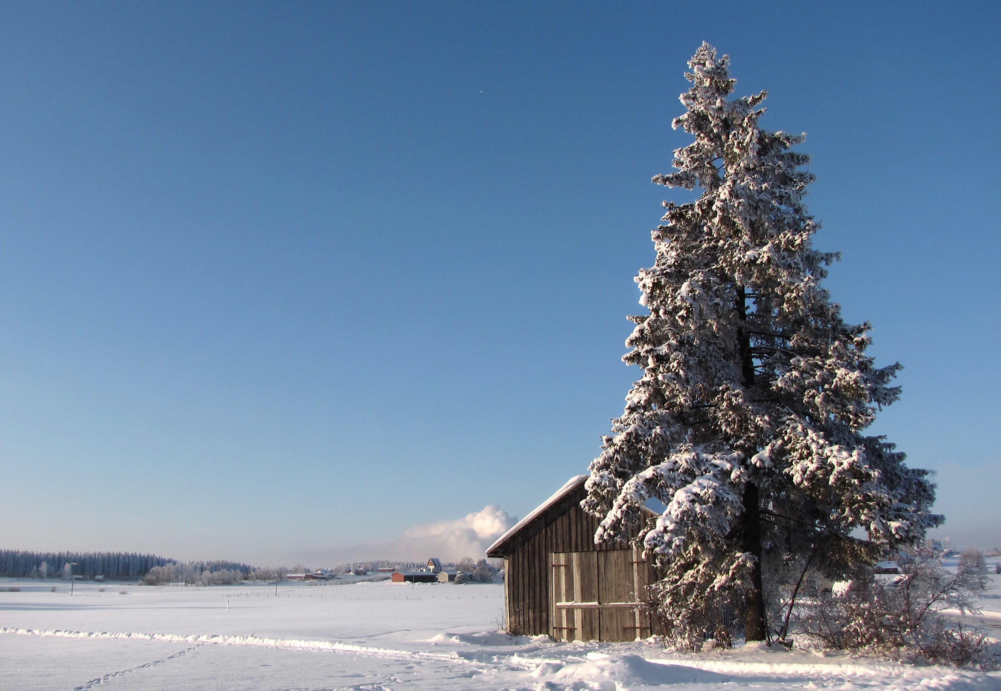 Snowy cabin and tree