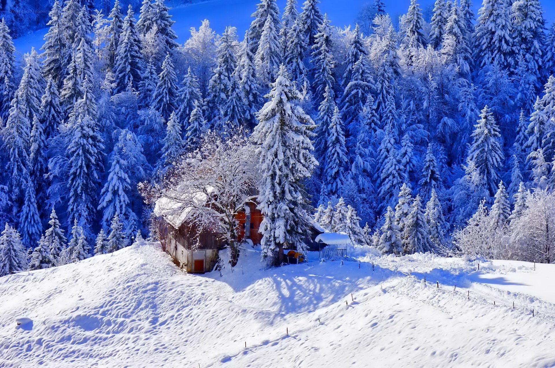 Snowy cabin in forest