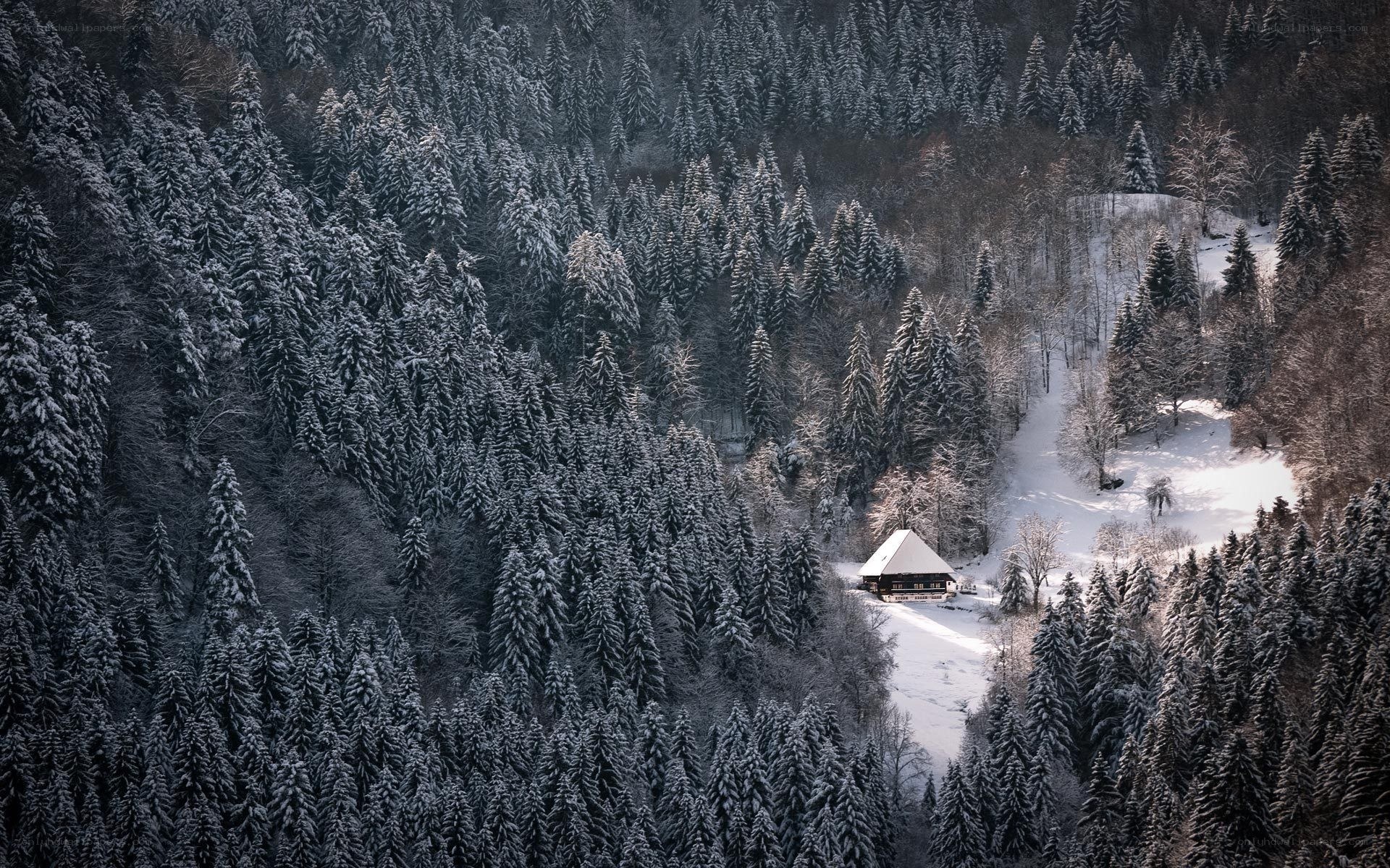 Snowy cabin in forest