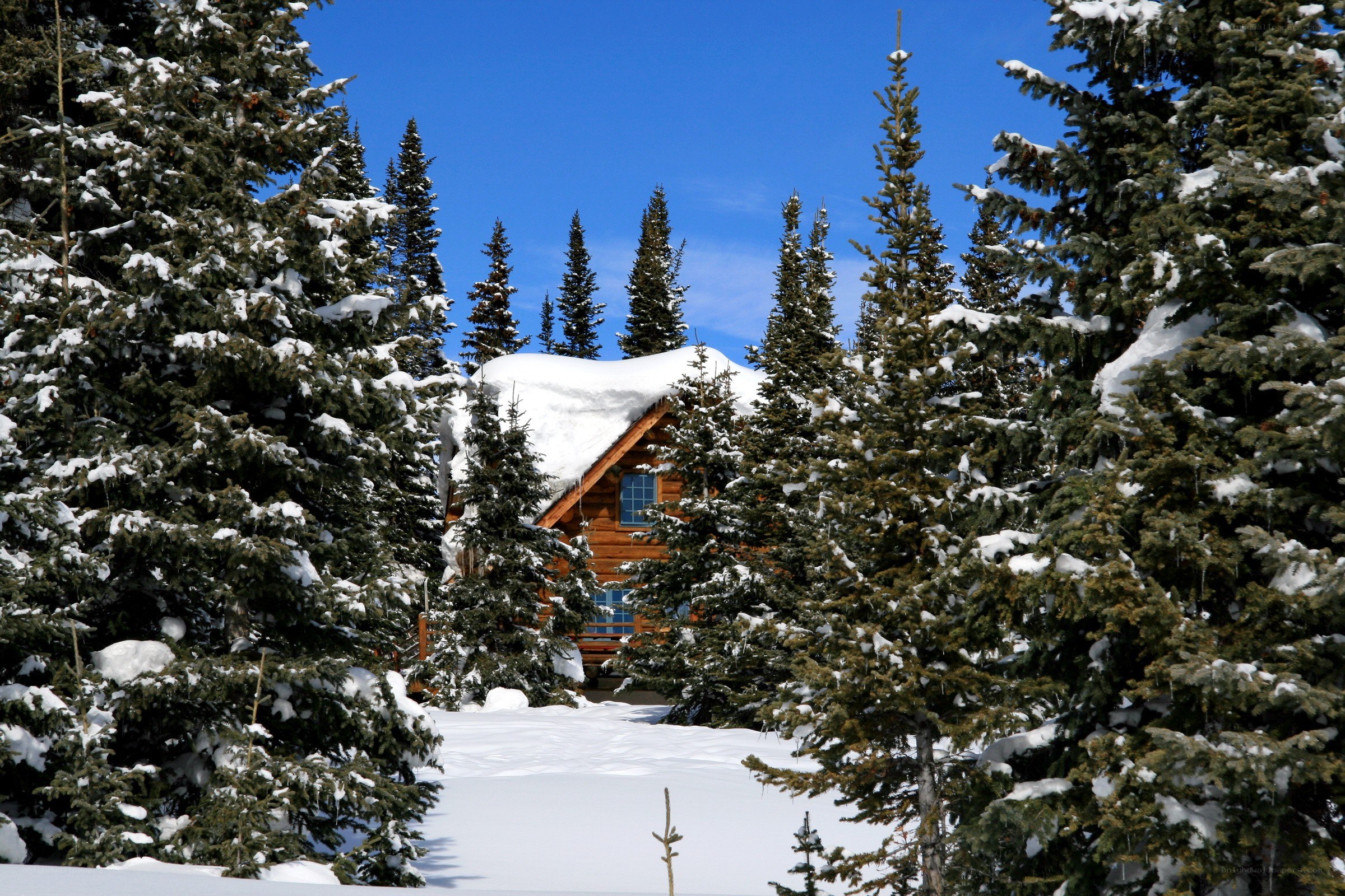 Snowy cabin in forest