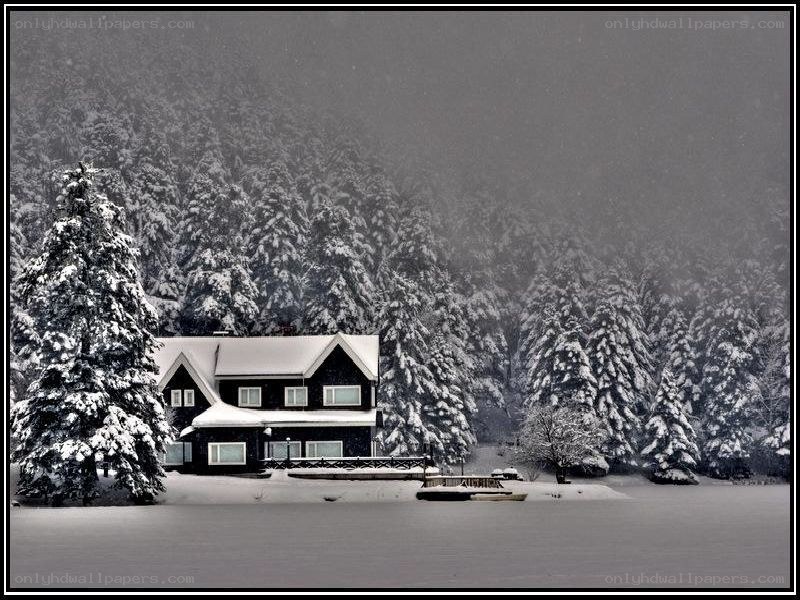 Snowy cabin in forest