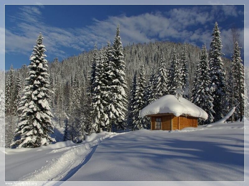 Snowy cabin in forest