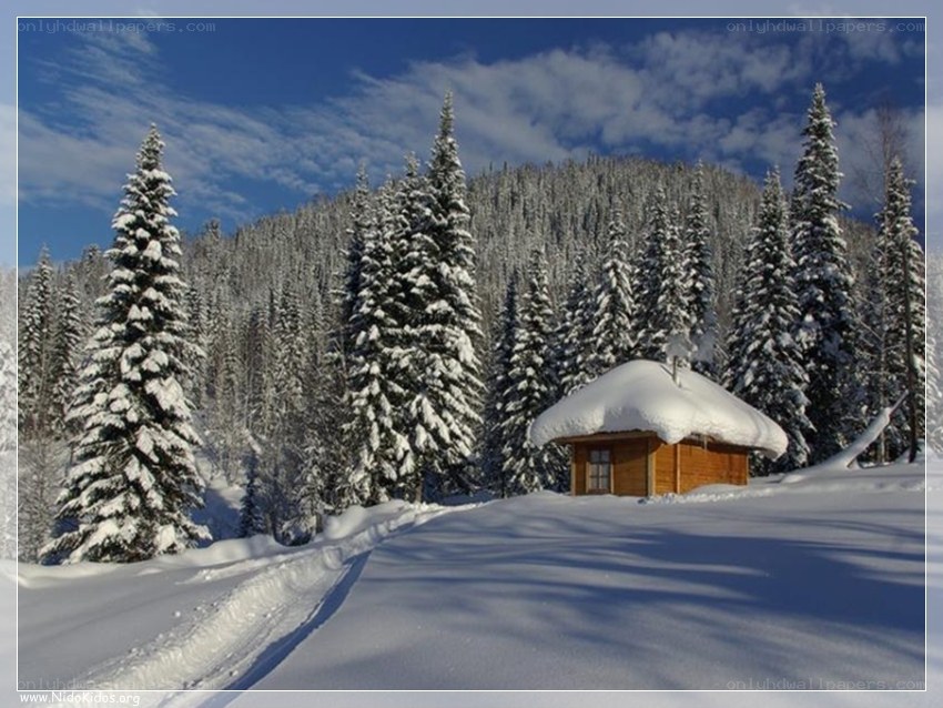 Snowy cabin in forest