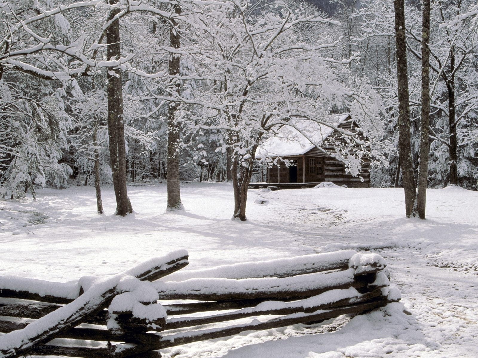 Snowy cabin in forest