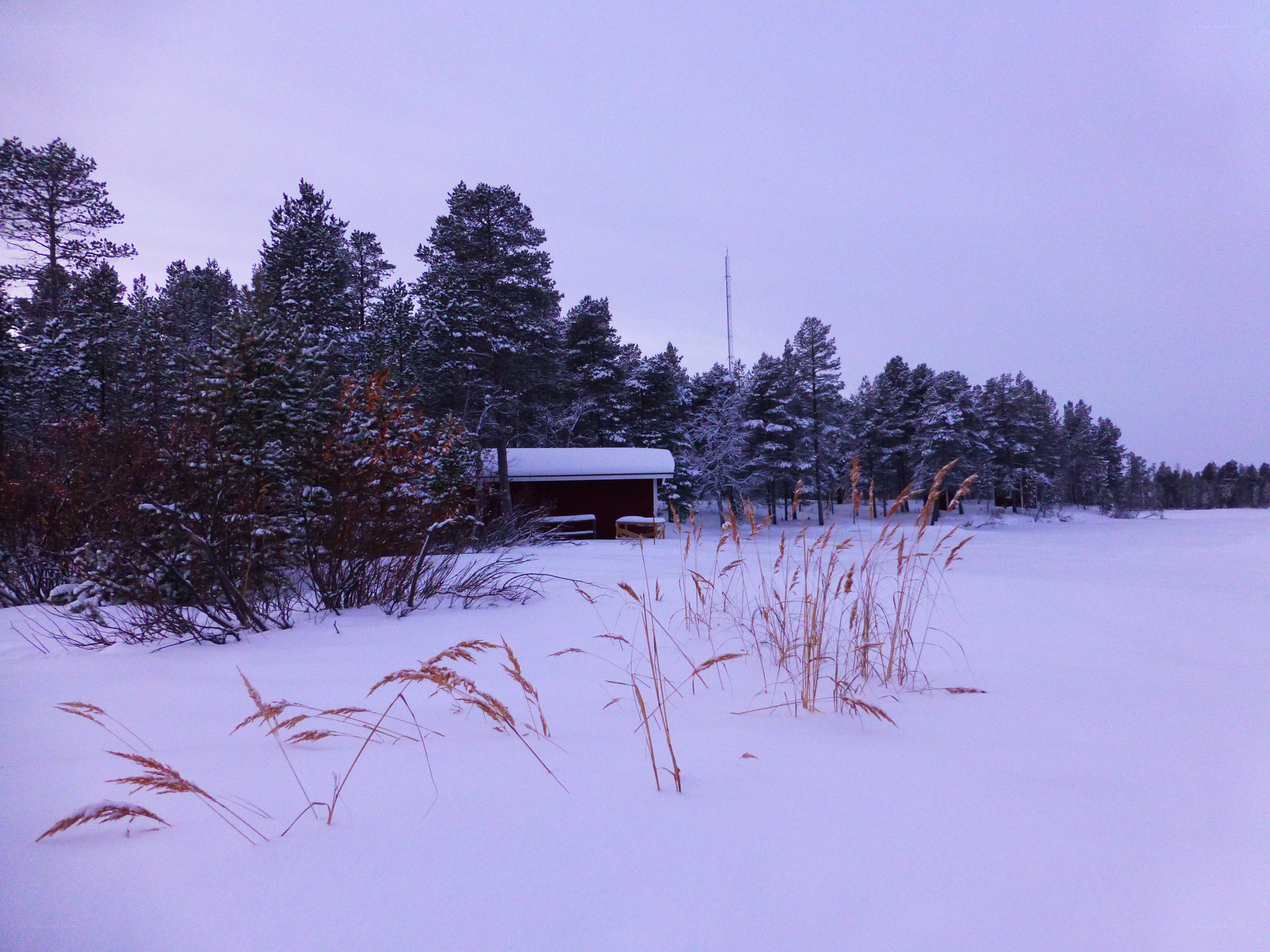 Snowy cabin in winter forest