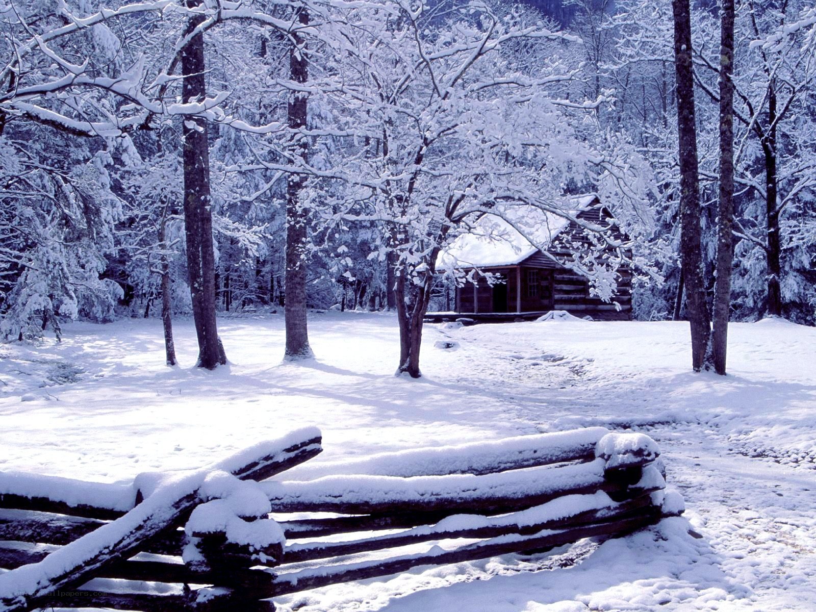 Snowy cabin in winter forest