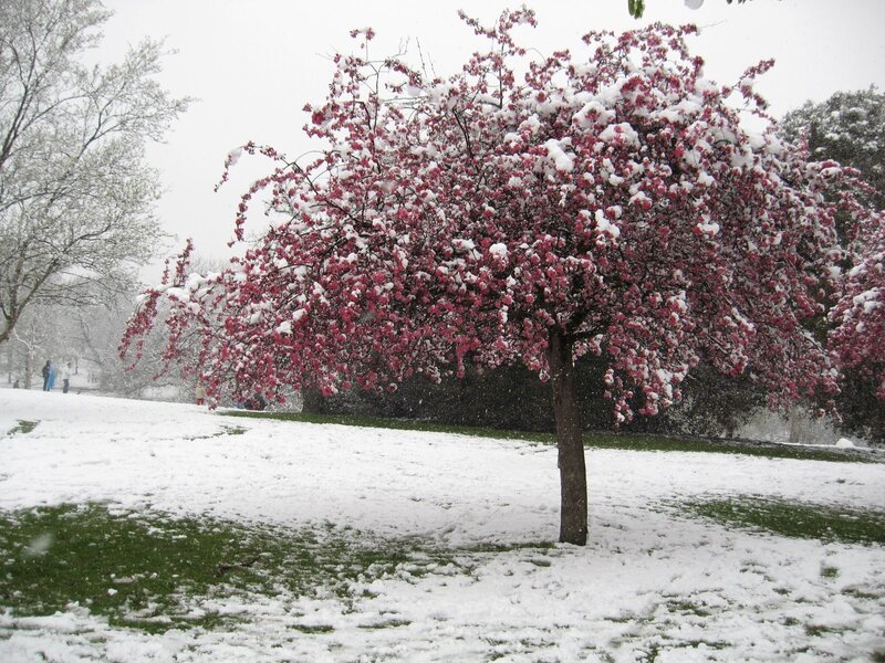 Snowy cherry blossom tree
