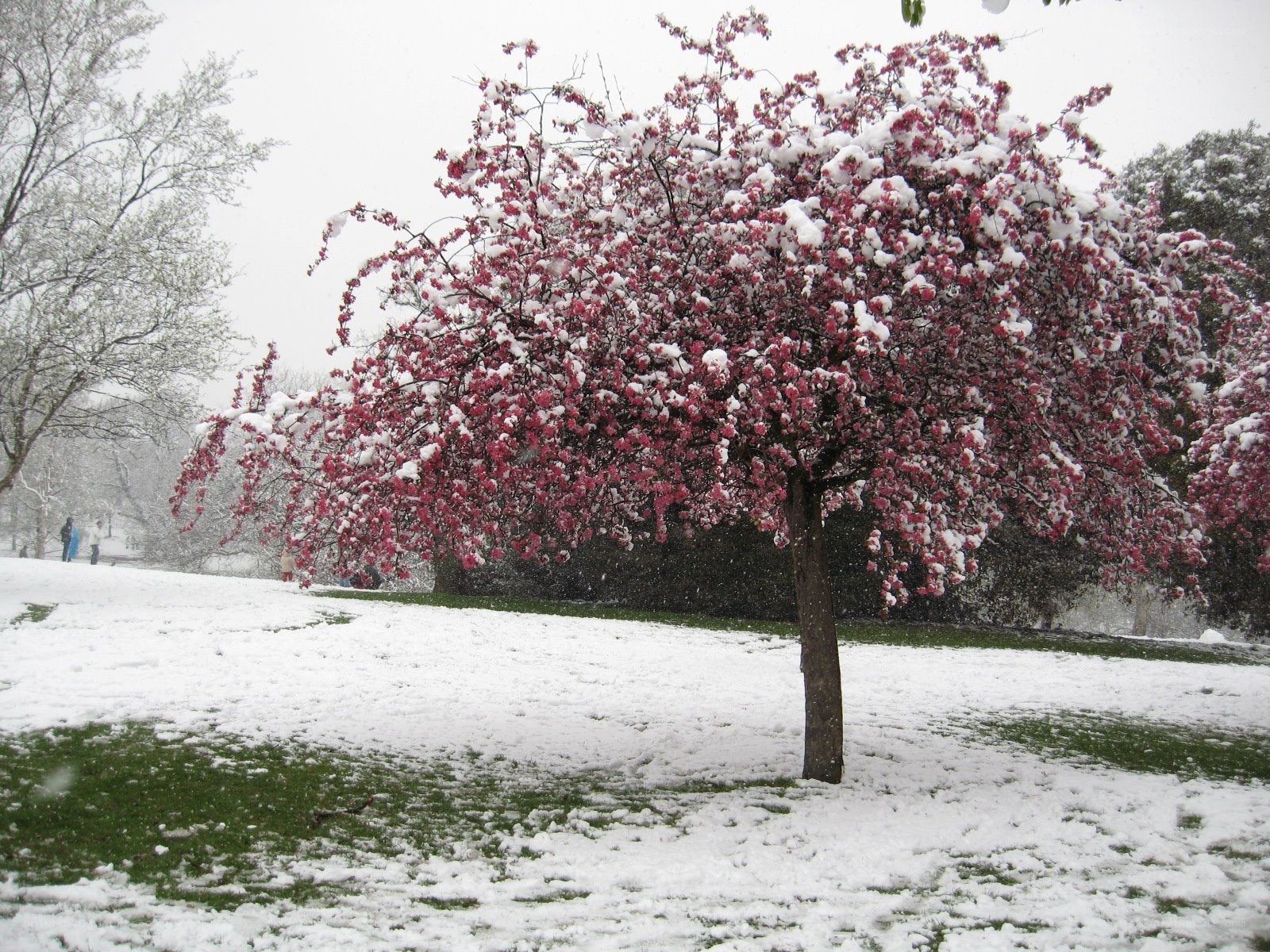 Snowy cherry blossom tree
