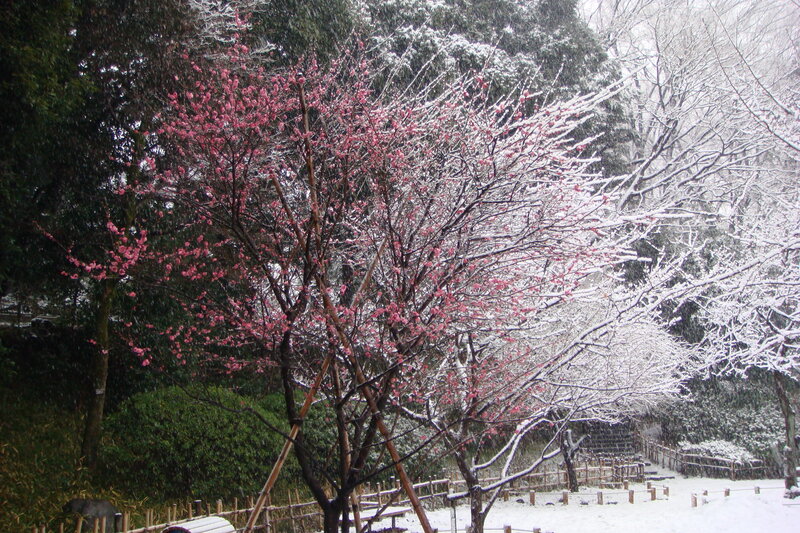 Snowy cherry blossoms in a garden