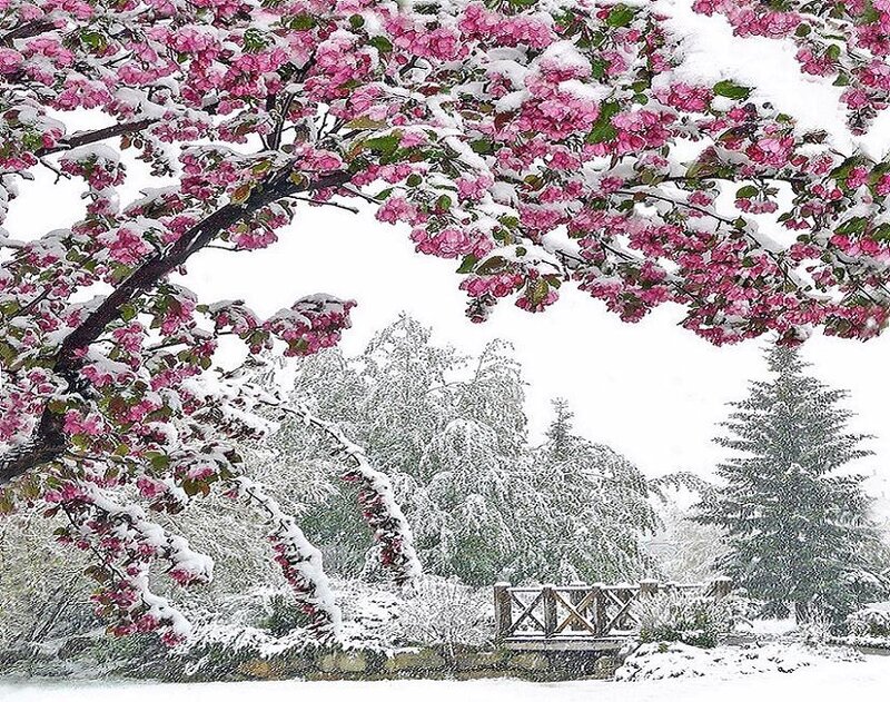 Snowy cherry blossoms in spring