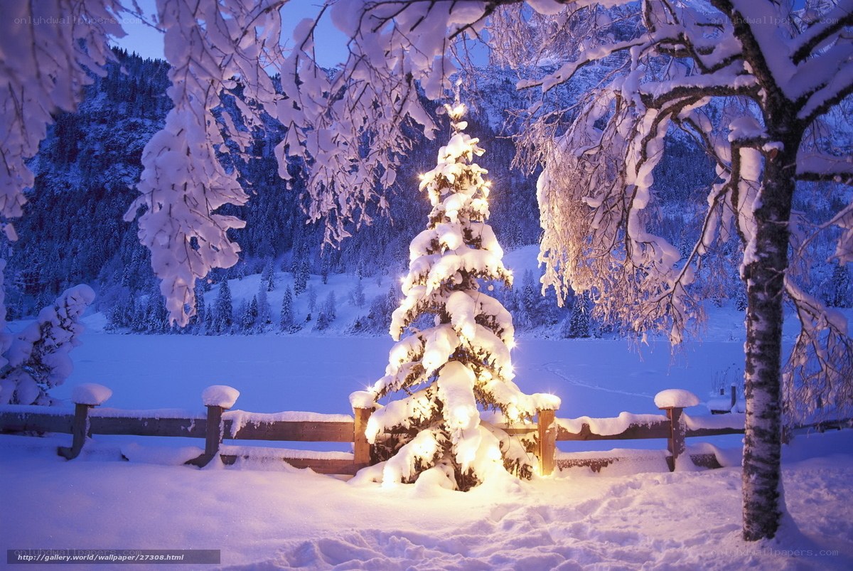Snowy Christmas tree at dusk