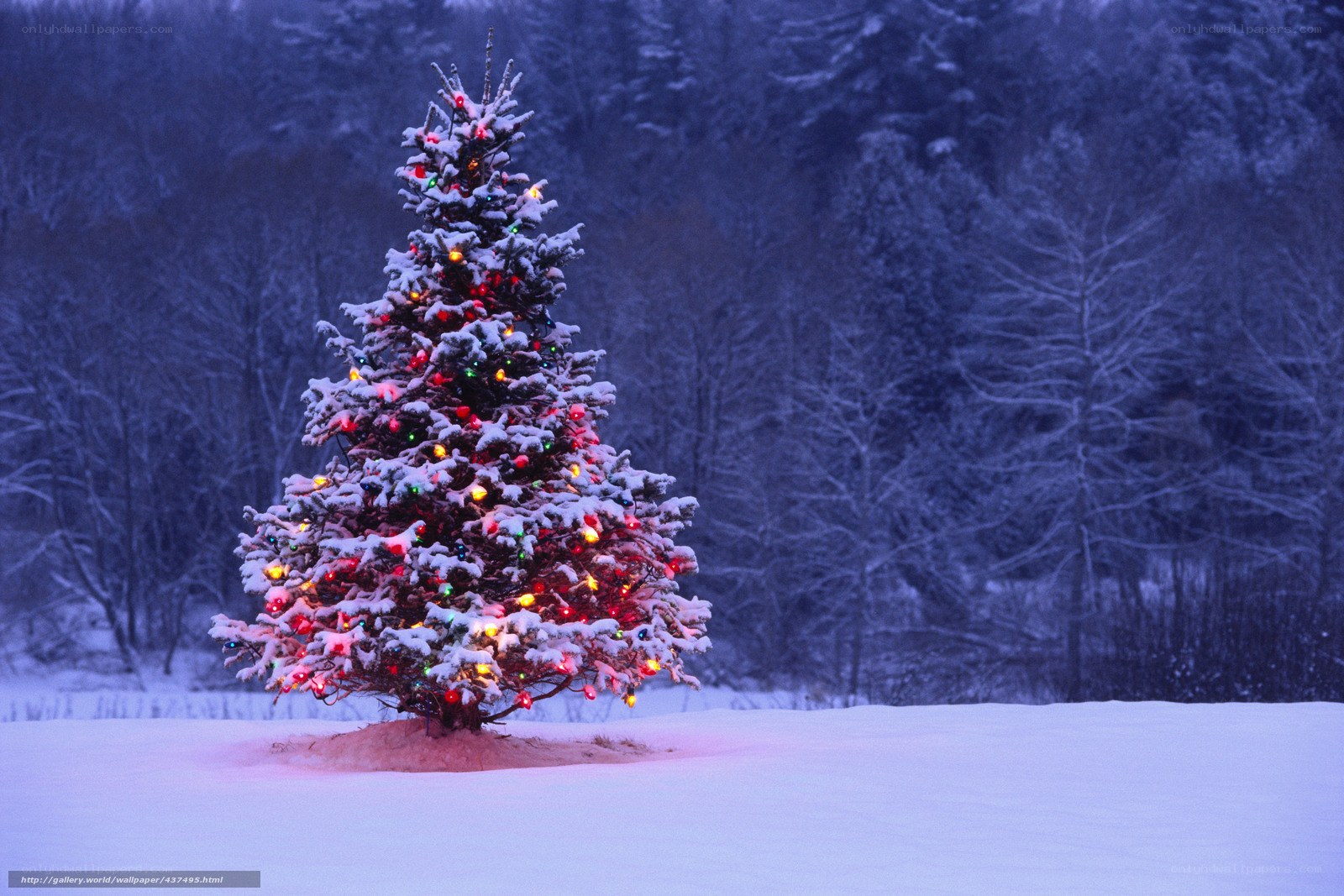 snowy christmas tree at dusk