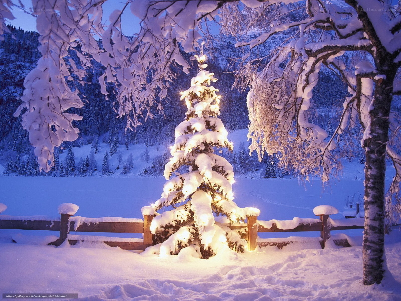 Snowy Christmas tree at dusk