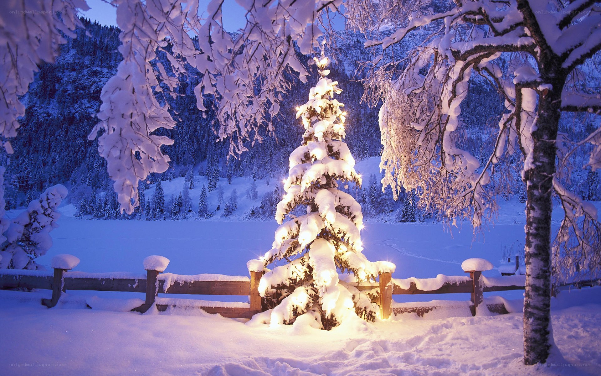 Snowy Christmas tree at dusk
