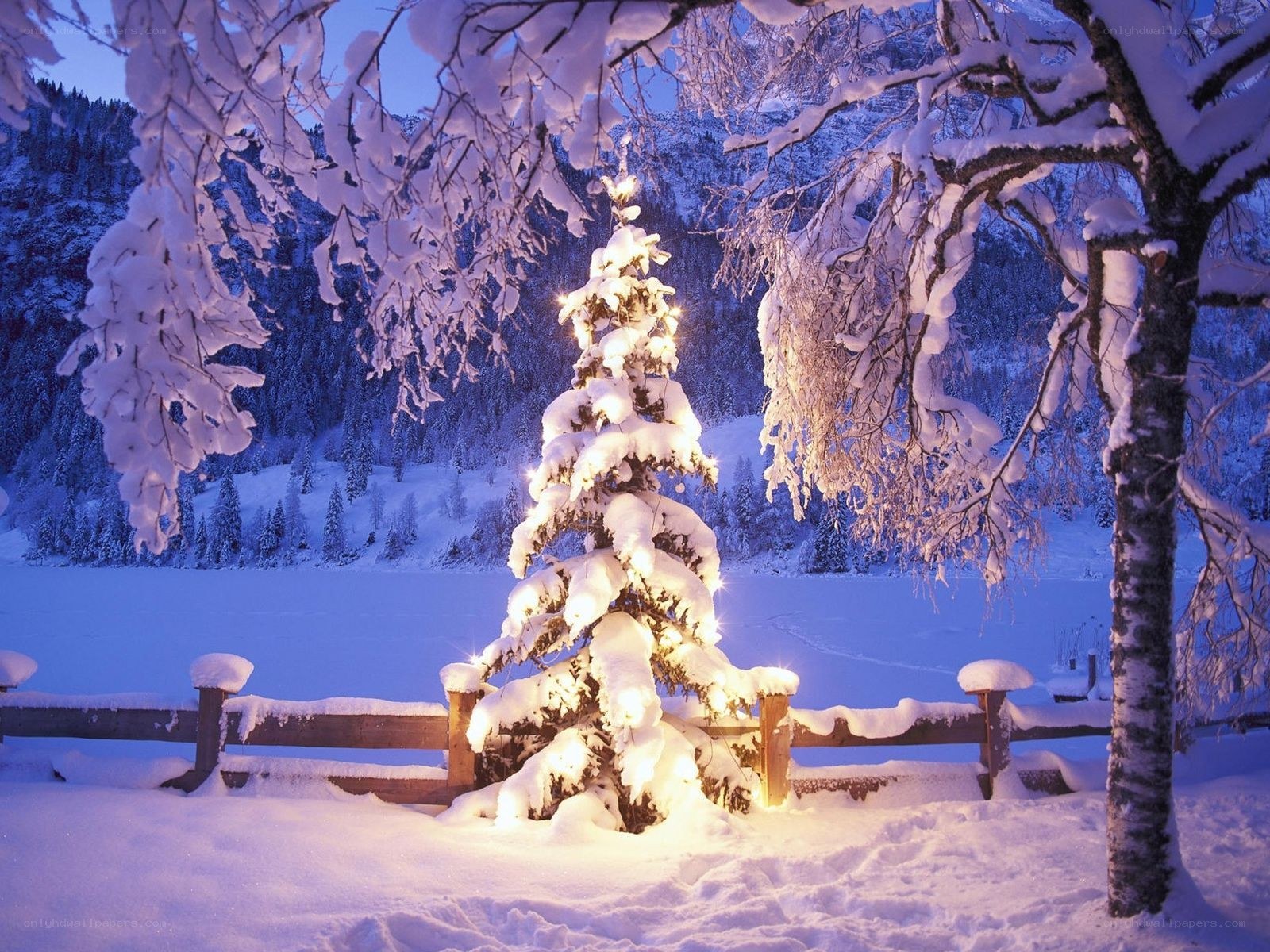 Snowy Christmas tree at dusk