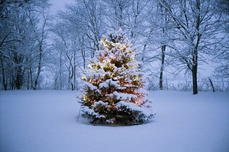 Snowy Christmas tree at dusk