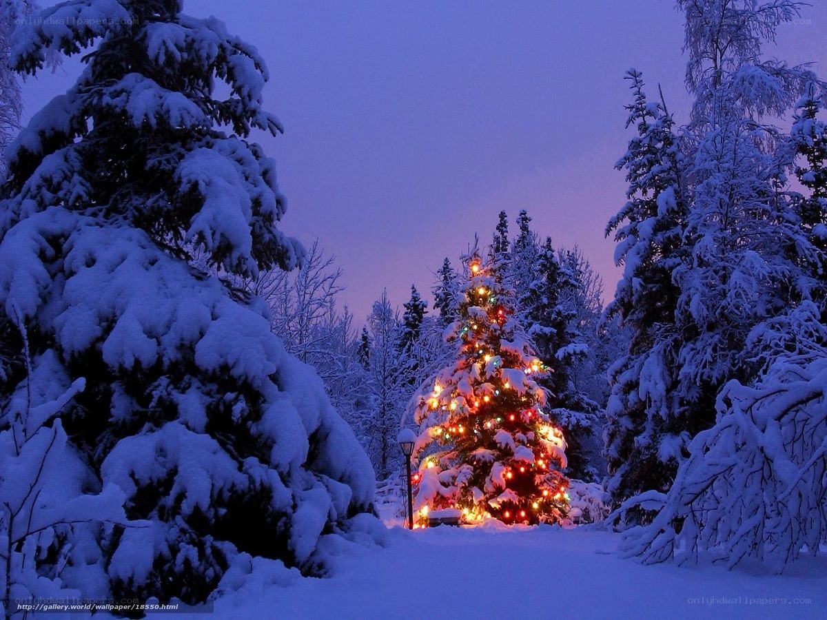 Snowy Christmas tree at dusk