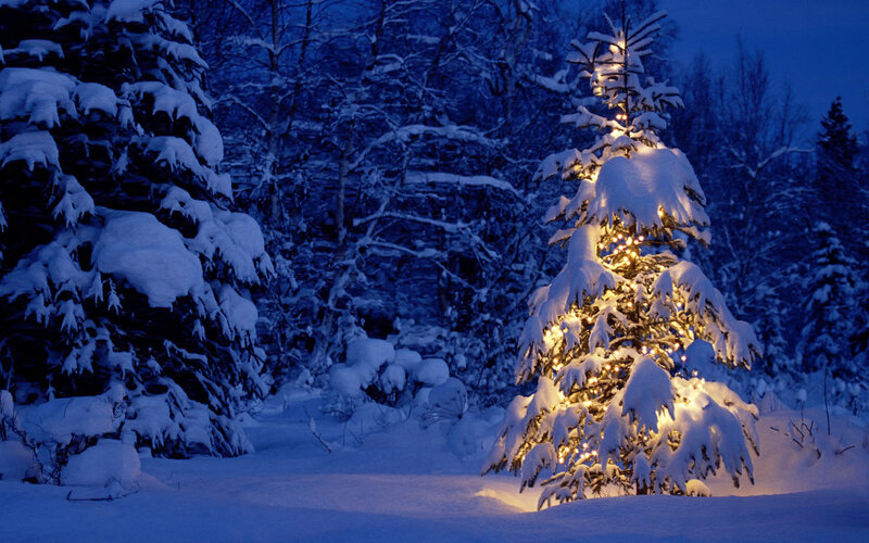 Snowy Christmas tree at night