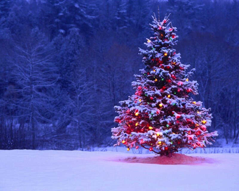 snowy christmas tree at night