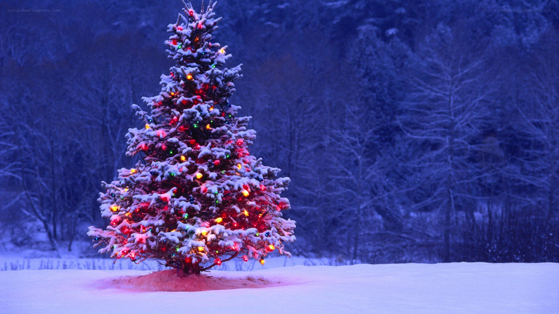 snowy christmas tree at night
