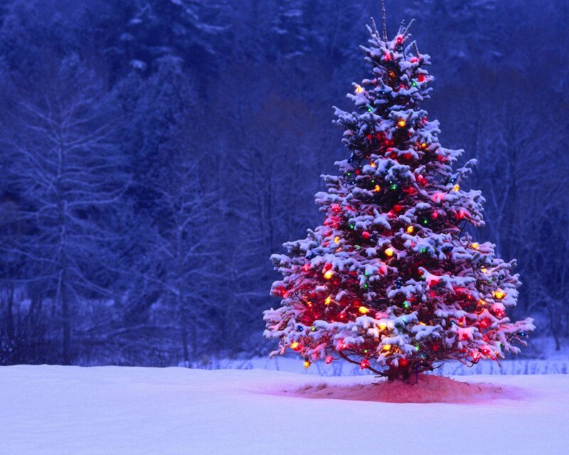 snowy christmas tree at night