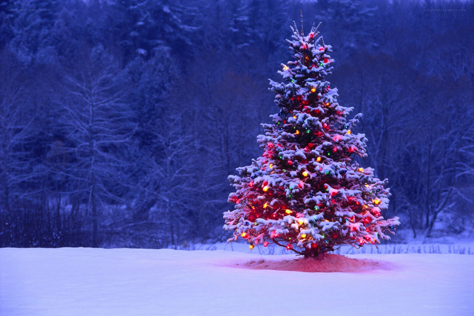 snowy christmas tree at night