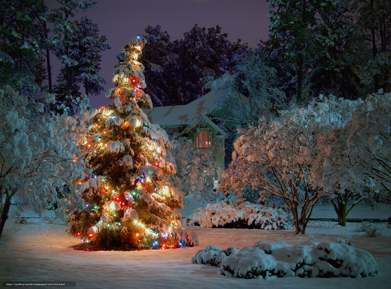Snowy Christmas tree at night